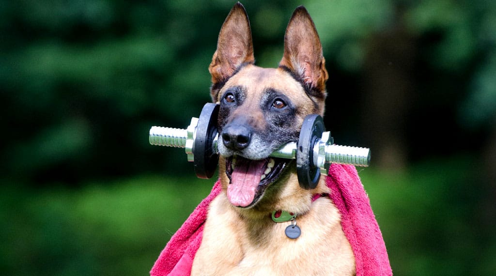 dogs for protection dogs for protection